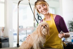 java cat and dog spa pet friendly day care and boarding, grooming in fort lauderdale
