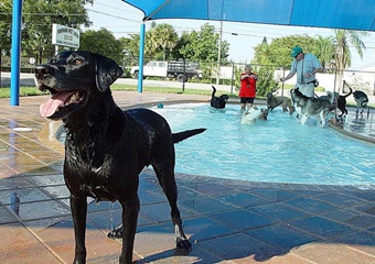 pet friendly hotel in savannah georgia