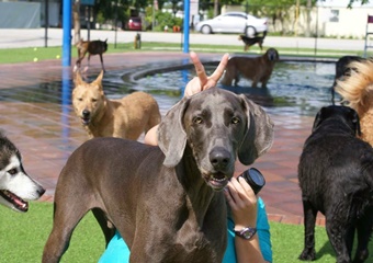 pet friendly hotel in savannah georgia